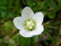 Parnassia palustris